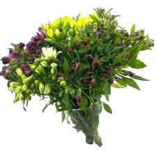 Alstroemeria